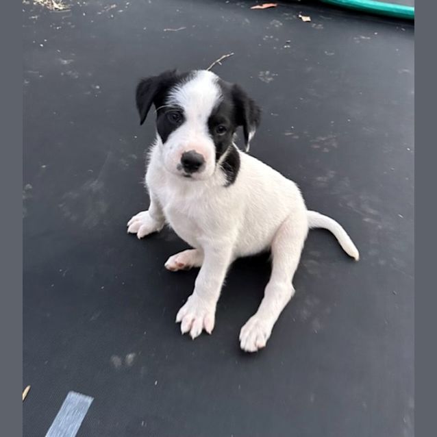 Photo of Banjo   8 Week Old Cattle Dog X (Hold)