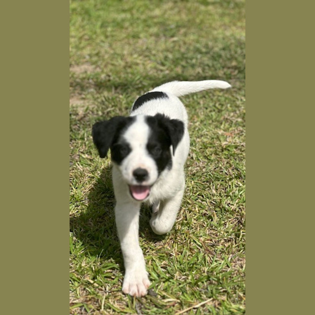 Photo of Banjo   8 Week Old Cattle Dog X (Hold)