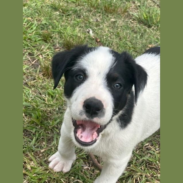 Photo of Banjo   8 Week Old Cattle Dog X (Hold)