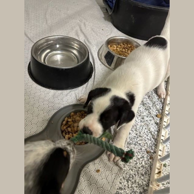 Photo of Banjo   8 Week Old Cattle Dog X (Hold)
