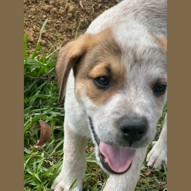 Photo of Red   8 Week Old Cattle Dog X (Trial)