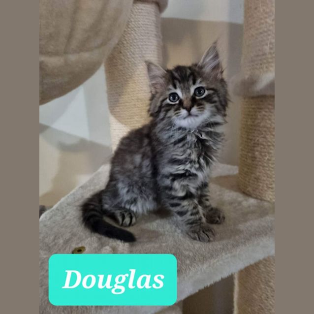Photo of Douglas 