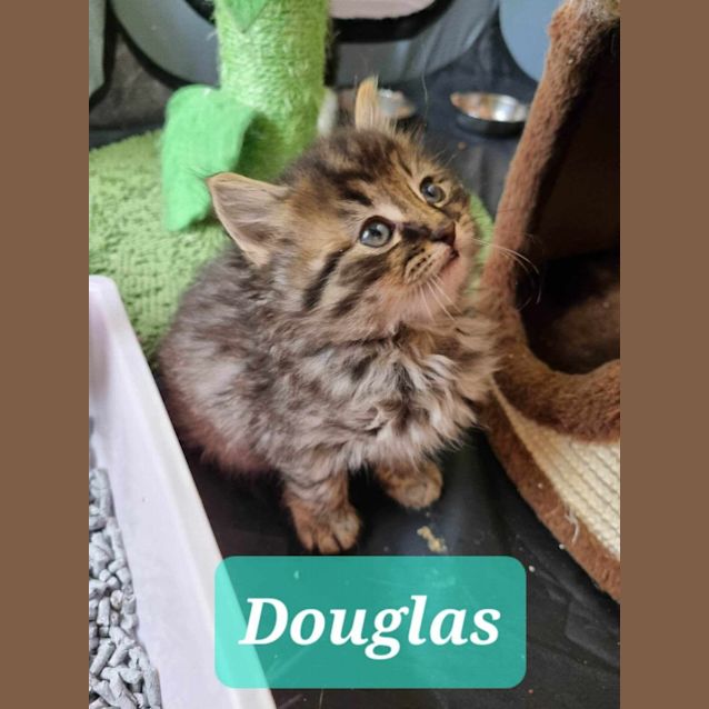 Photo of Douglas 