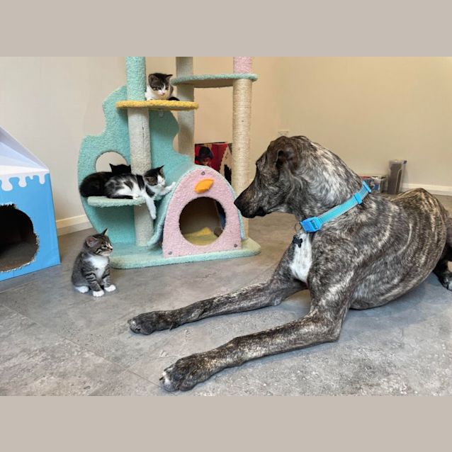 Photo of 💜💜 Chickpea 💜💜