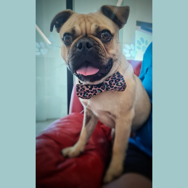 Photo of Barney