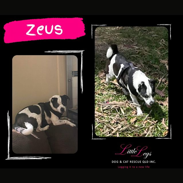 Photo of Zeus