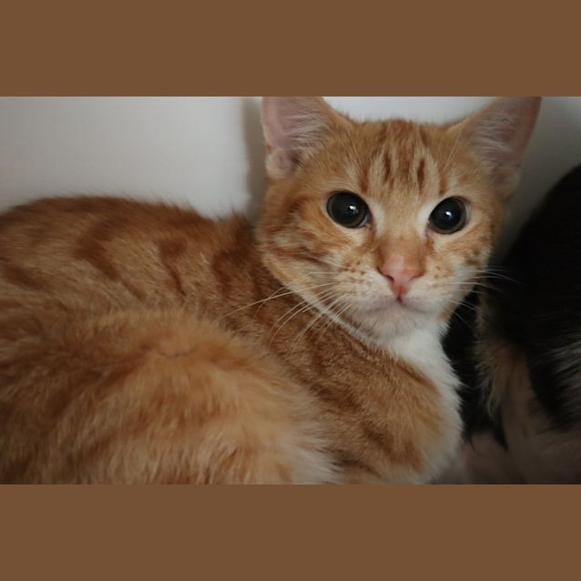 Photo of Lady Lucy