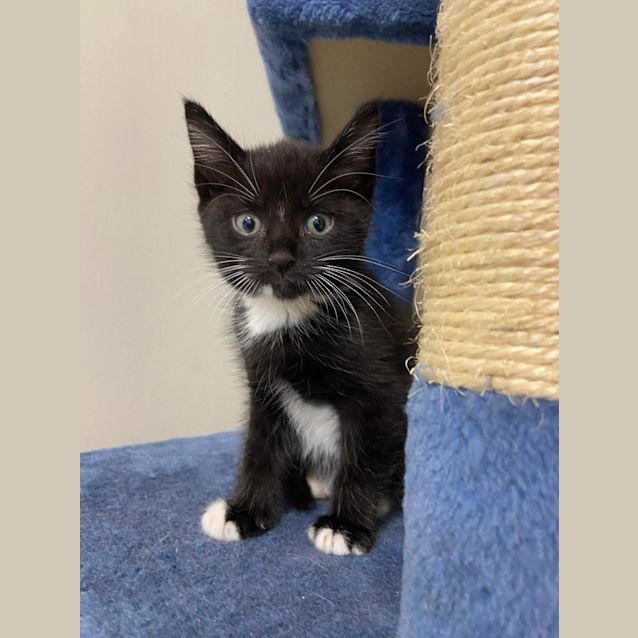 Photo of Clark Gable