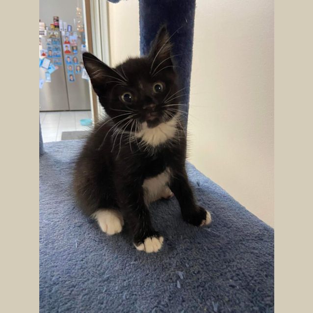 Photo of Clark Gable