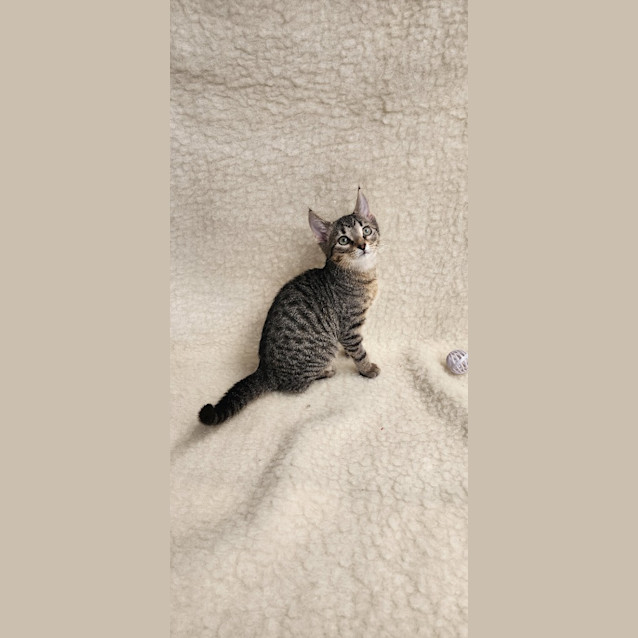 Photo of Ryder