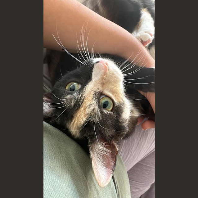 Photo of Coco