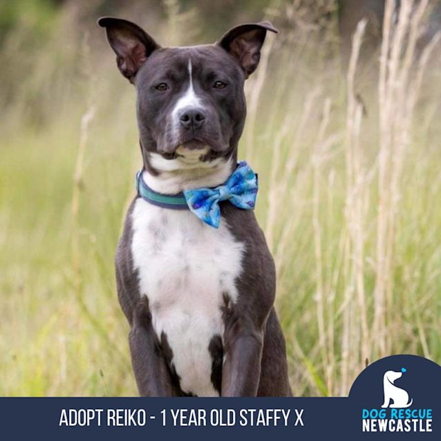 Photo of Reiko   1 Year Old Staffy X (Trial)
