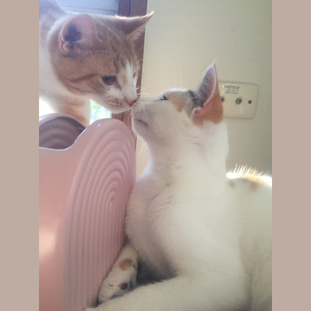 Photo of Trinity   1 Year Old Domestic Short Hair (Trial)