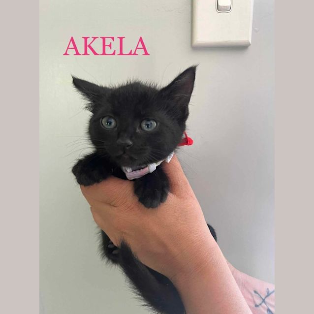 Photo of Akela