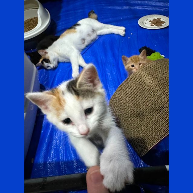 Photo of Calypso