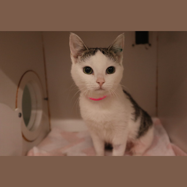Photo of Tilly