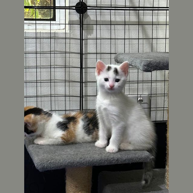 Photo of Cleo