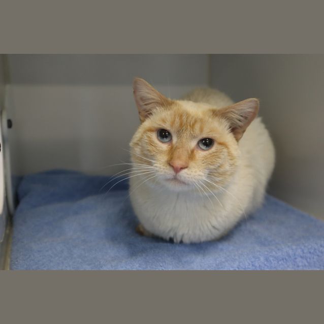 Photo of Apollo