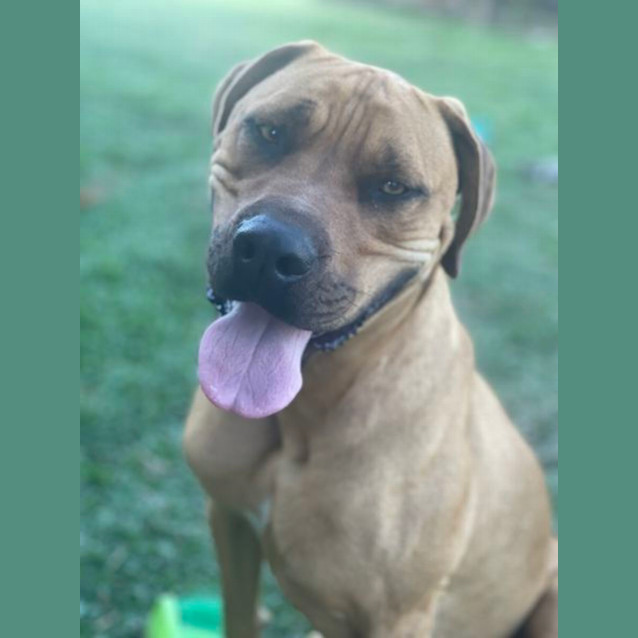 Photo of Gunner