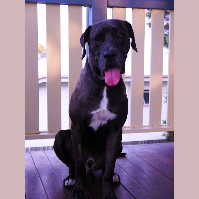 Photo of Dusty