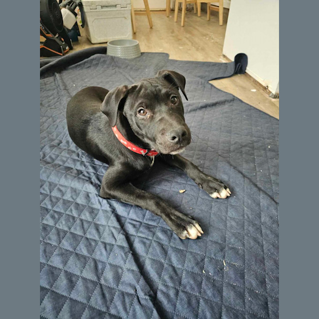 Photo of Blaze