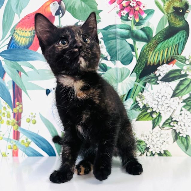 Photo of Evangeline   Located In Preston