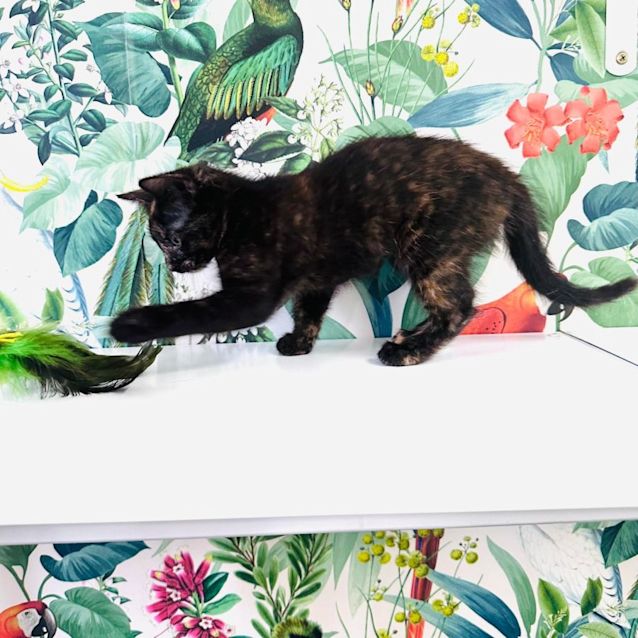 Photo of Evangeline   Located In Preston