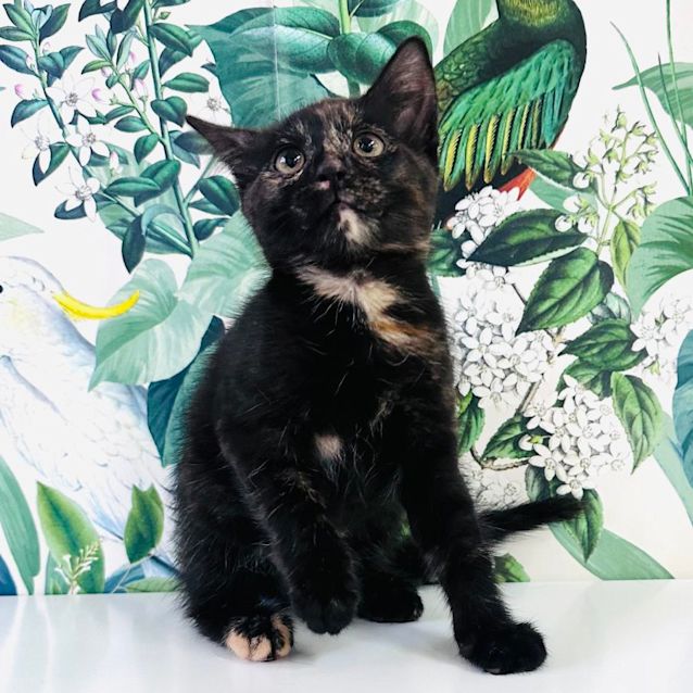 Photo of Evangeline   Located In Preston