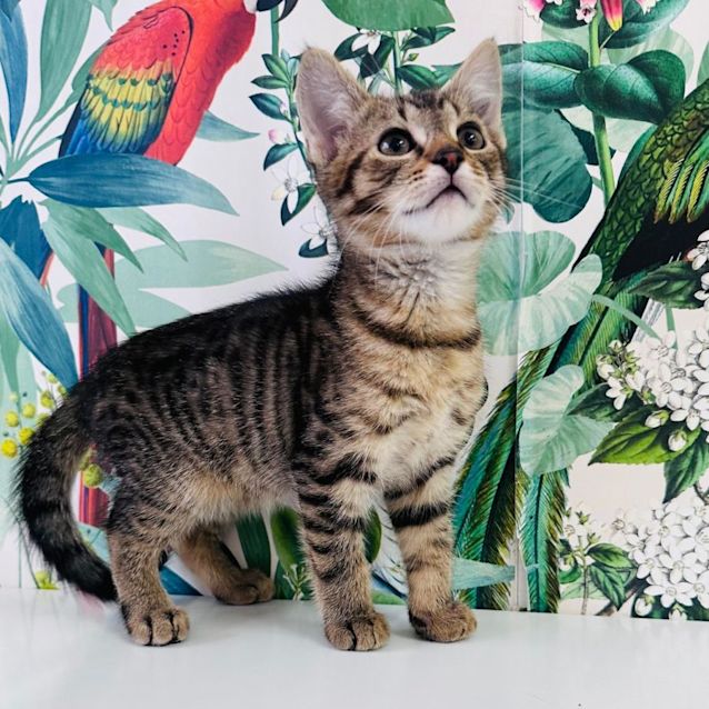 Photo of Gabriel   Located In Preston