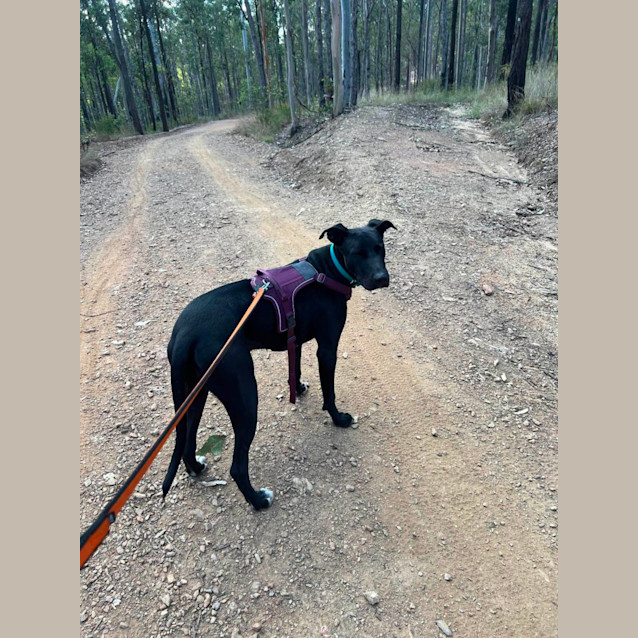 Photo of Banjo