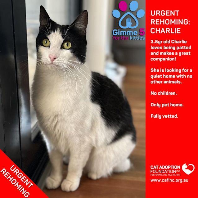 Photo of Charlie Private Rehoming No Charge!