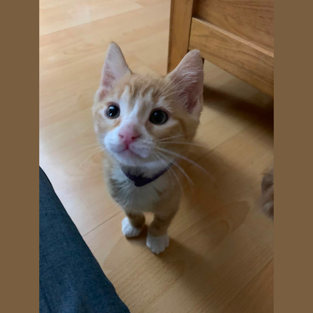 Photo of Ronnie James Dio