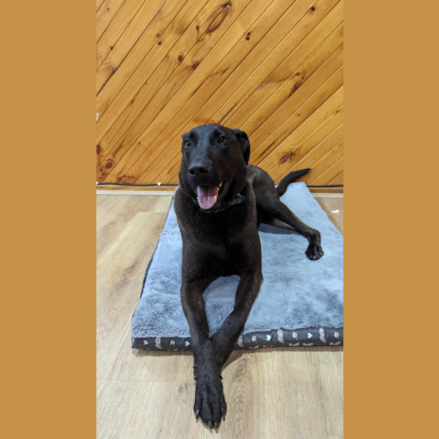 Photo of Moose