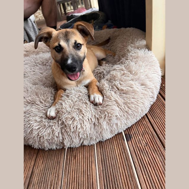 Photo of Izzy