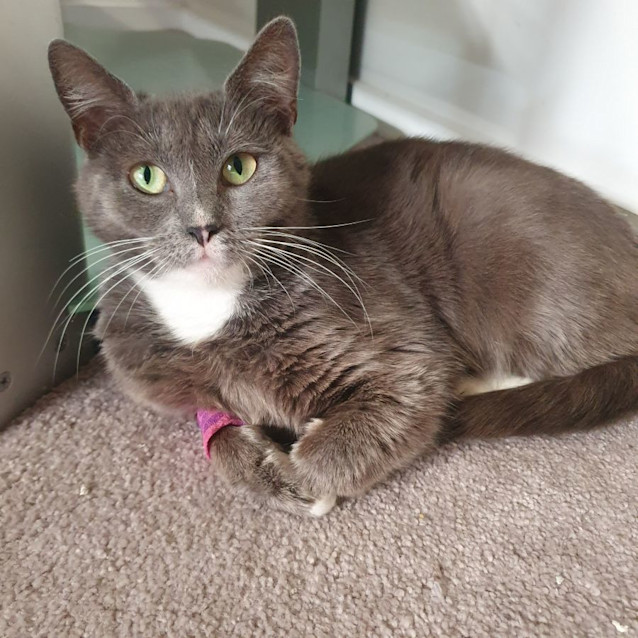 Photo of Olive Rose 🌹