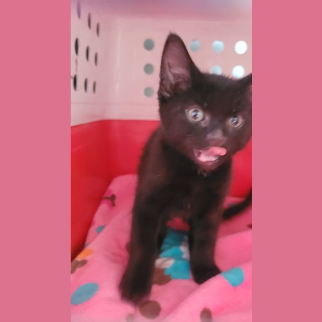 Photo of Smokey