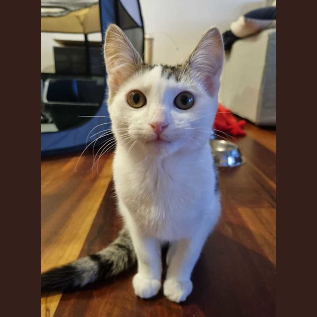 Photo of Leopold