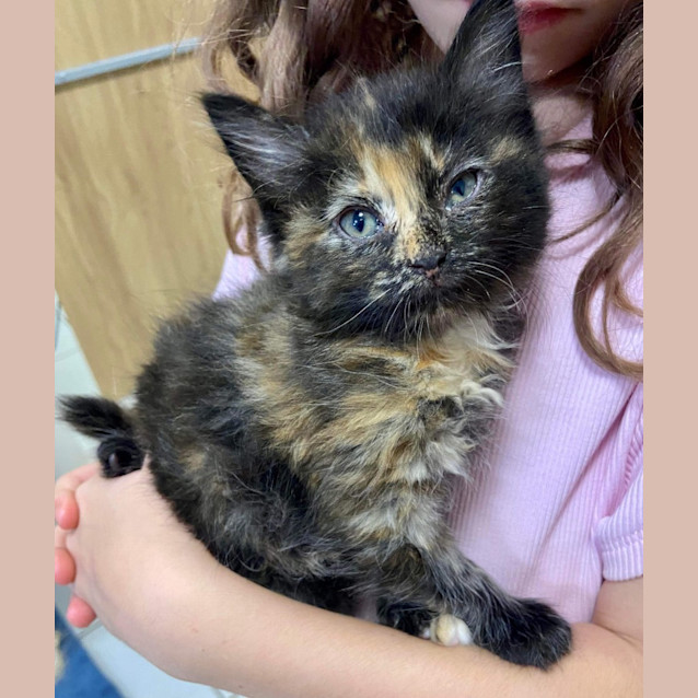 Photo of Scarlett O'hara