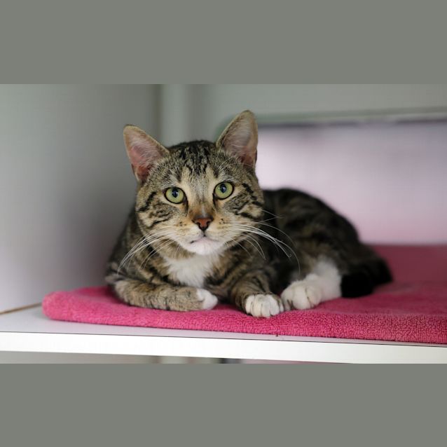 Dave The Magical Cheese Wizard Male Domestic Short Hair Mix Cat in