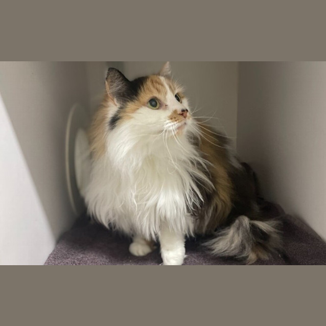 Photo of Rose