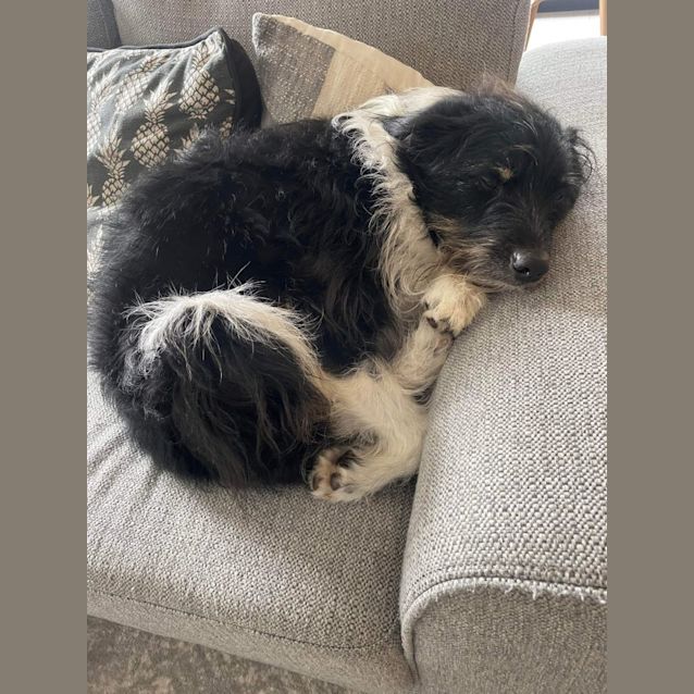 Photo of Toby