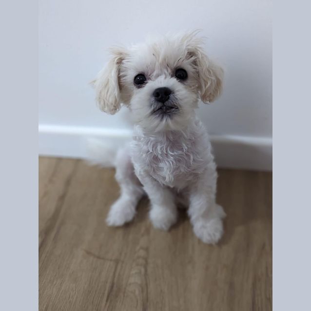 Photo of Cornelius