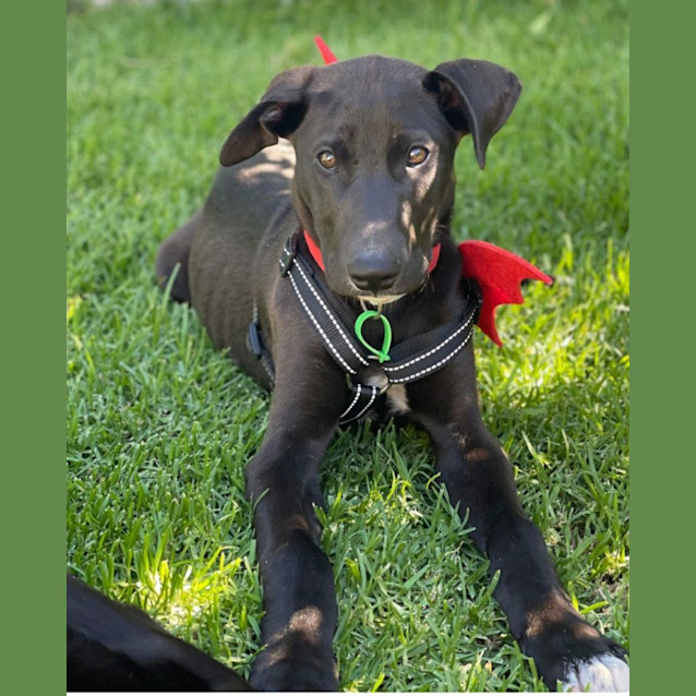 Photo of Atlas
