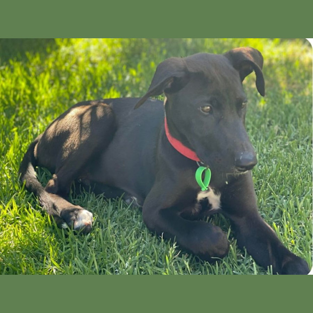 Photo of Atlas