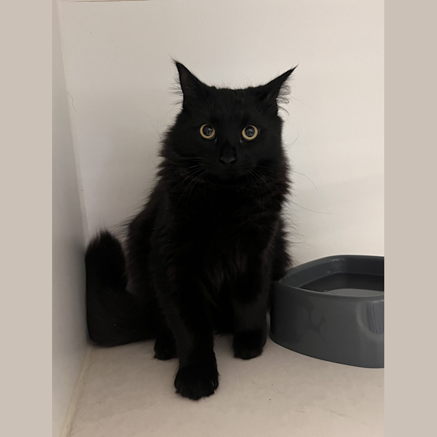 Photo of Oodie