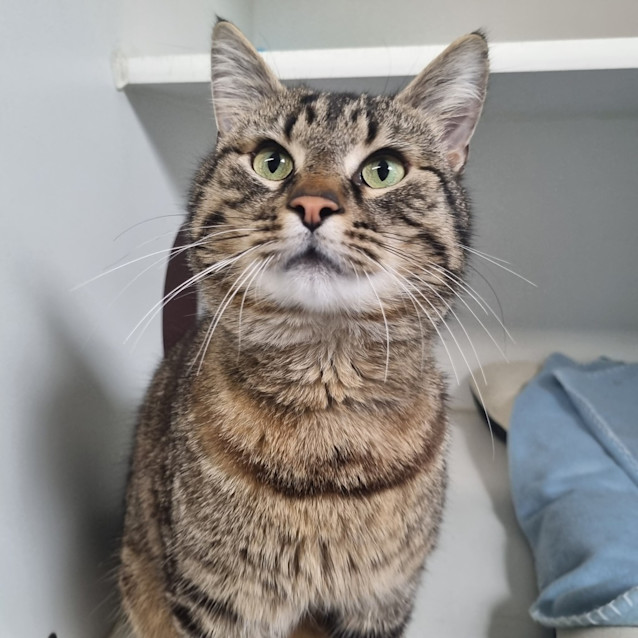 Photo of Basil