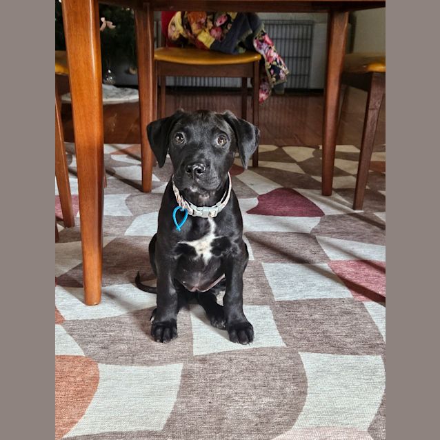 Photo of Stout