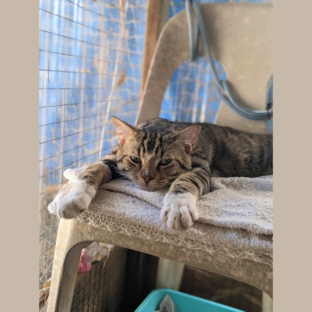 Photo of Lancelot 