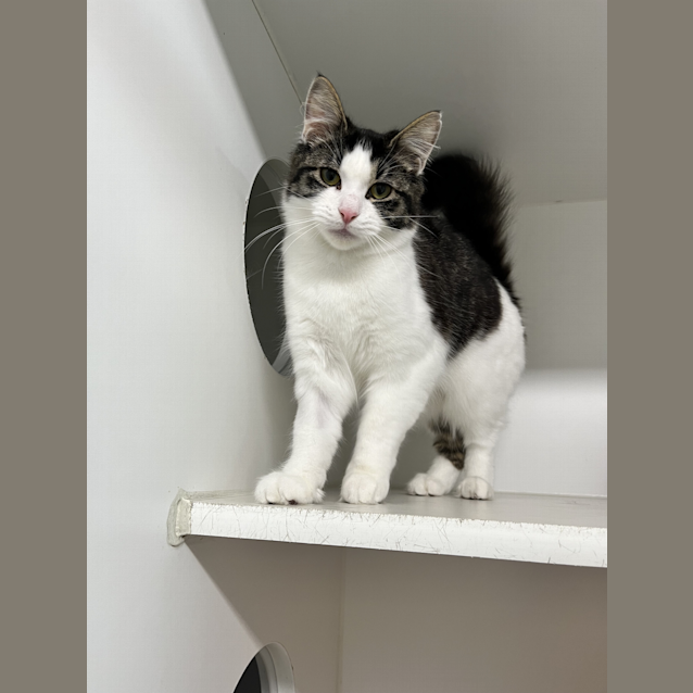 Photo of Duchess