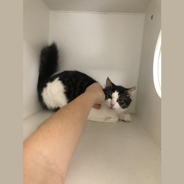Photo of Duchess